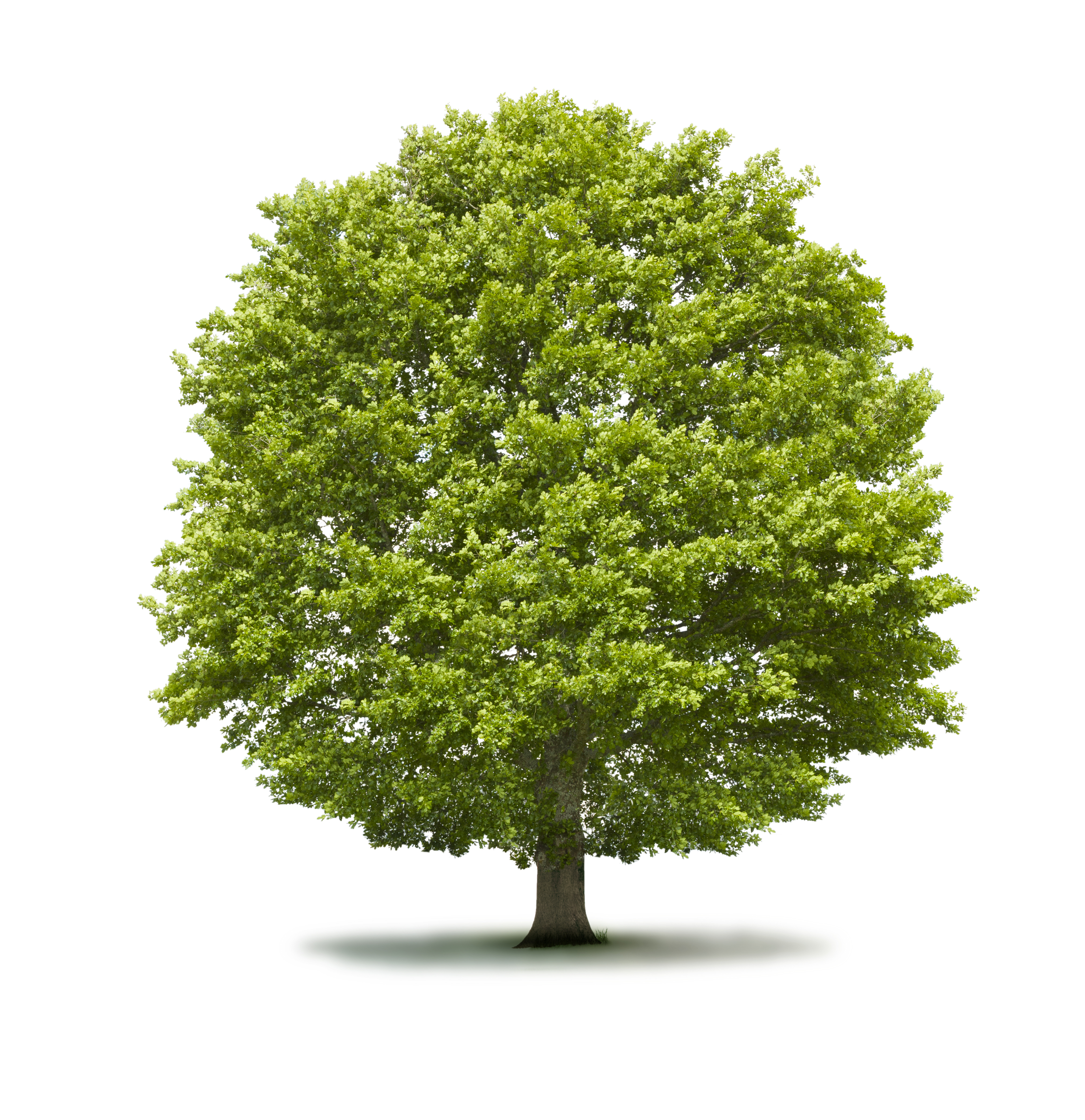 ESG Kriterien - Bild von Baum